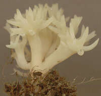 Ramariopsis kunzei (Fr.) Corner 1950 resmi