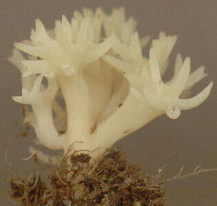 Ramariopsis kunzei (Fr.) Corner 1950 resmi