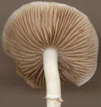 Image de Stropharia pseudocyanea (Desm.) Morgan 1908