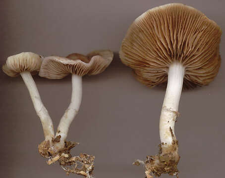 Image of Stropharia pseudocyanea (Desm.) Morgan 1908