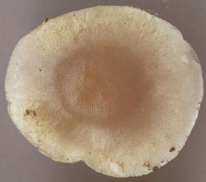 Image of Stropharia pseudocyanea (Desm.) Morgan 1908