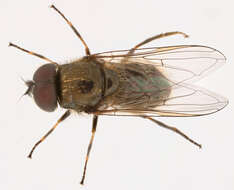 صورة Cheilosia vernalis (Fallen 1817)