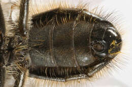 صورة Cheilosia vernalis (Fallen 1817)