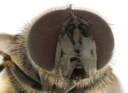 صورة Cheilosia vernalis (Fallen 1817)