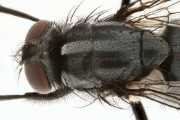 Image of Morellia simplex (Loew 1857)