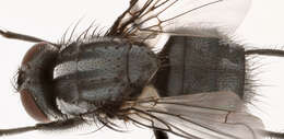 Image of Morellia simplex (Loew 1857)