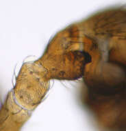 Image of Gongylidium rufipes (Linnaeus 1758)