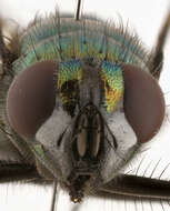 Image of Neomyia