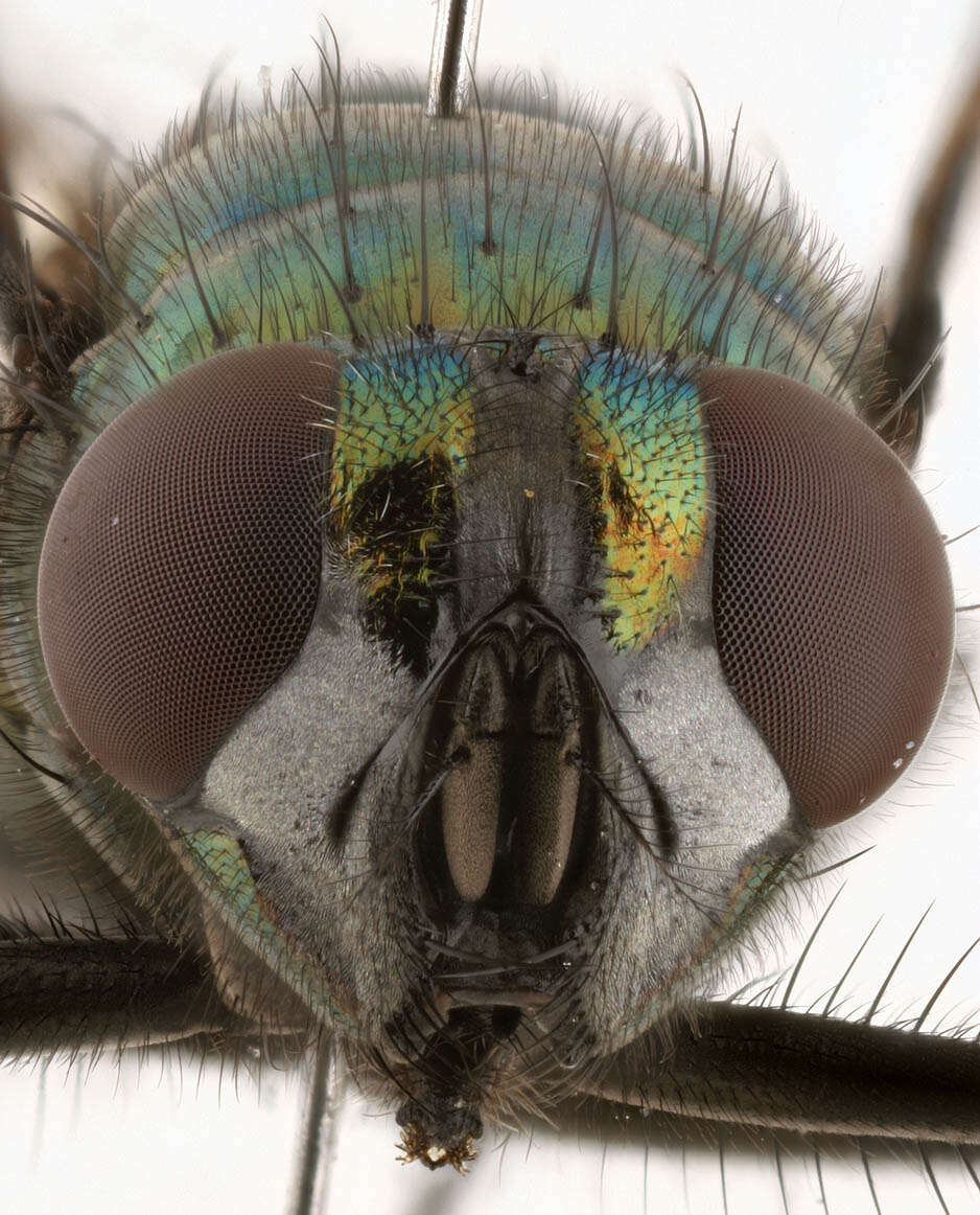 Image de Neomyia