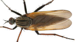 Image of Empis tessellata Fabricius 1794