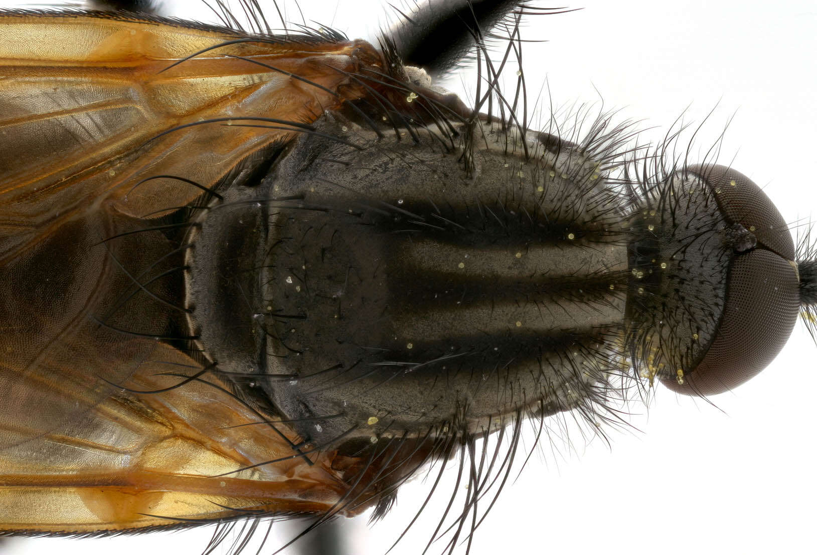 Image of Empis tessellata Fabricius 1794