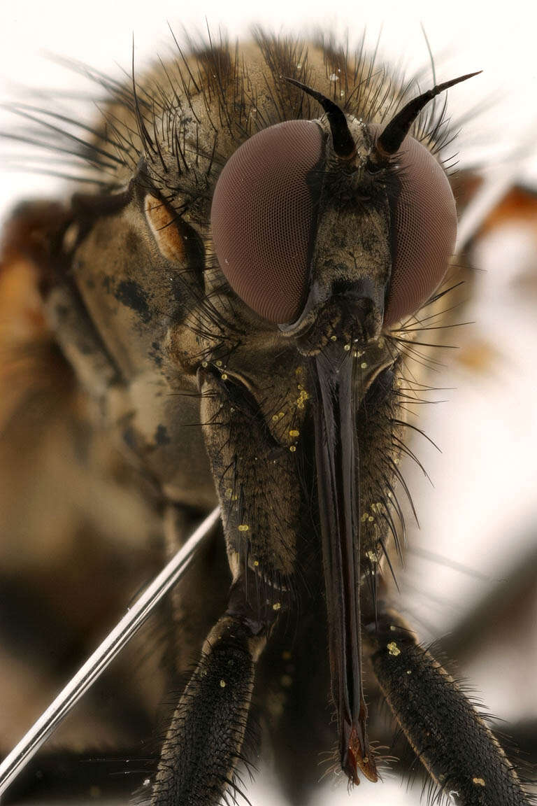 Image of Empis tessellata Fabricius 1794