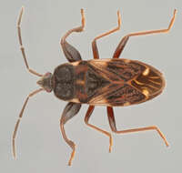 صورة Eremocoris podagricus Fabricius & J. C. 1775