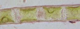 Image of Klebsormidiaceae