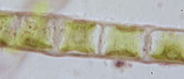 Image of Klebsormidiaceae