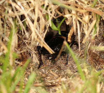 Image of Field cricket