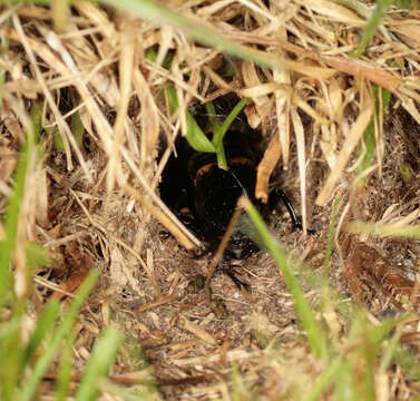 Image of Field cricket