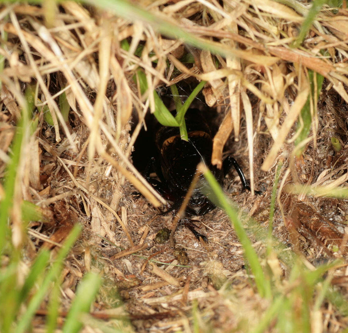 Image of Field cricket