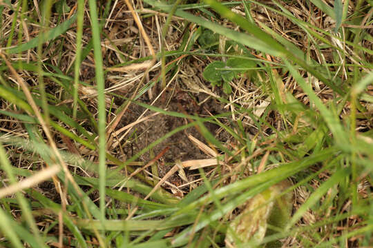 Image of Field cricket