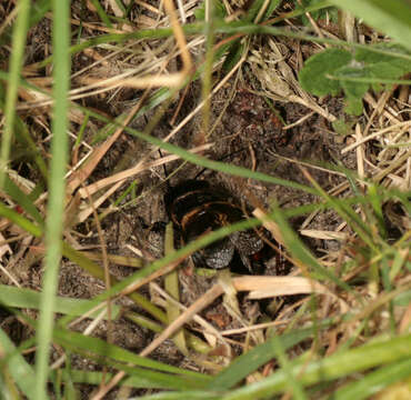 Image of Field cricket