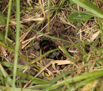 Image of Field cricket