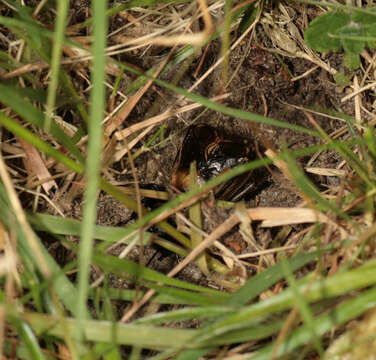 Image of Field cricket