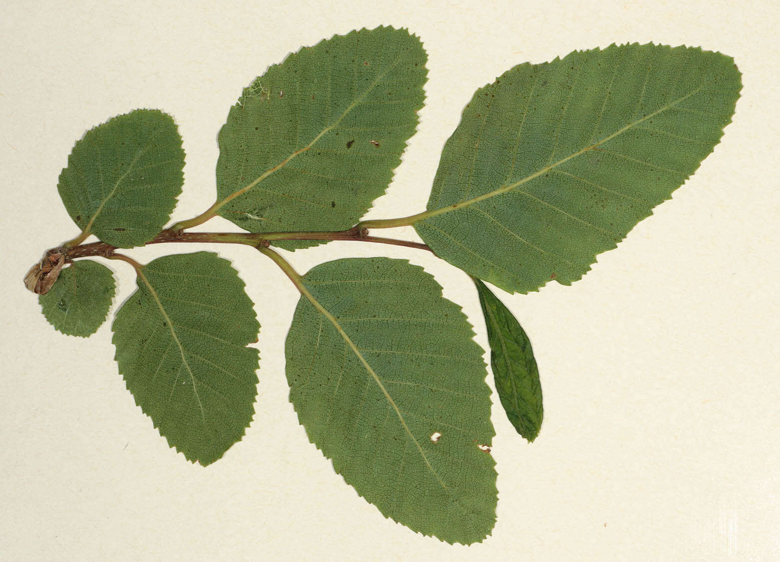 Image of roble beech