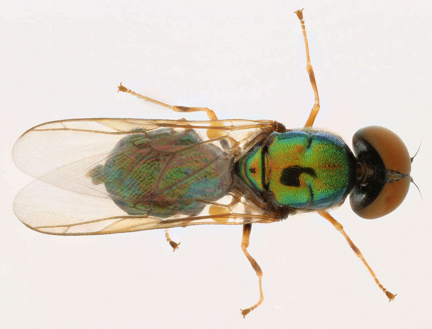 Sivun Microchrysa flavicornis (Meigen 1822) kuva