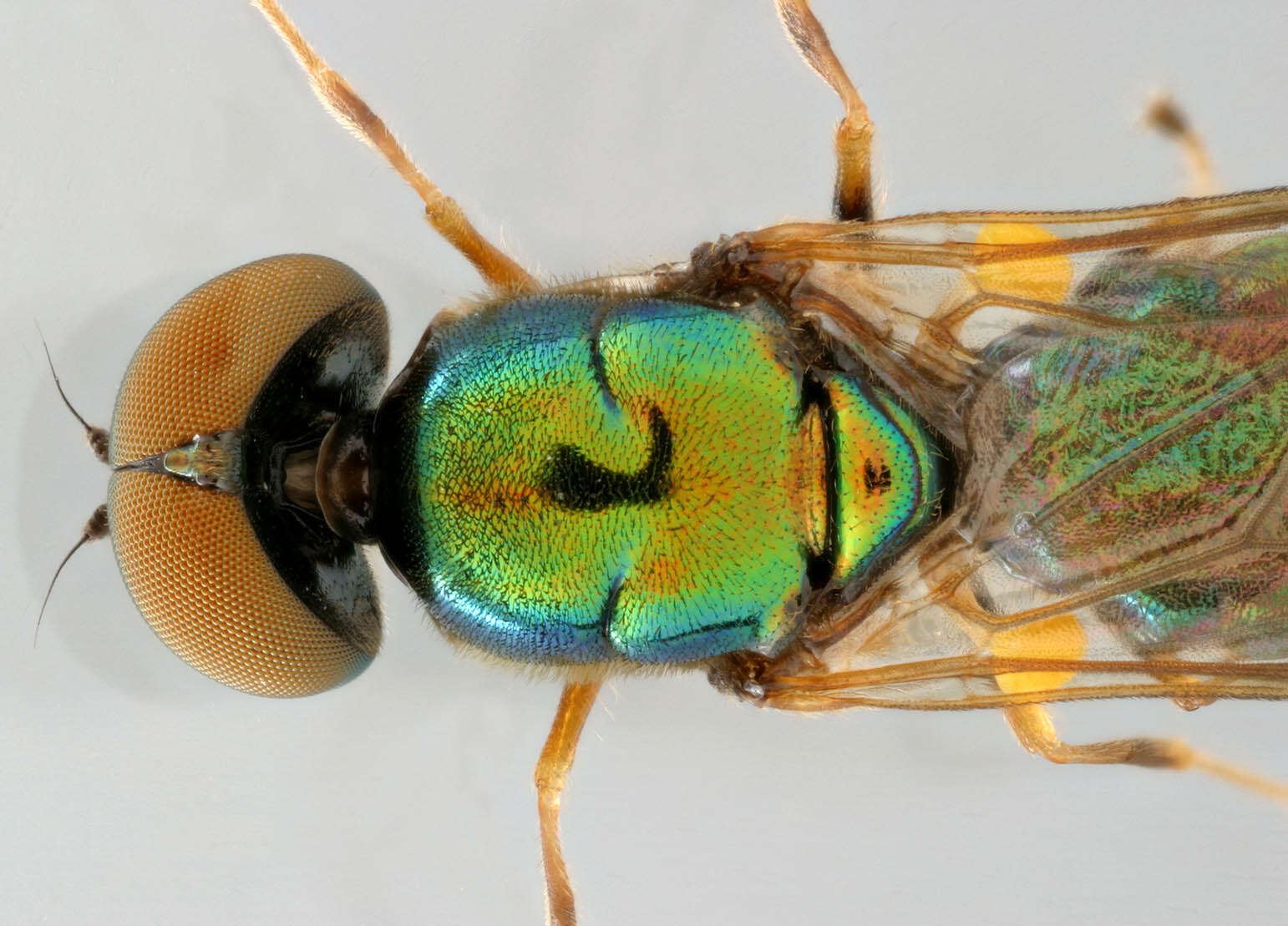 Sivun Microchrysa flavicornis (Meigen 1822) kuva