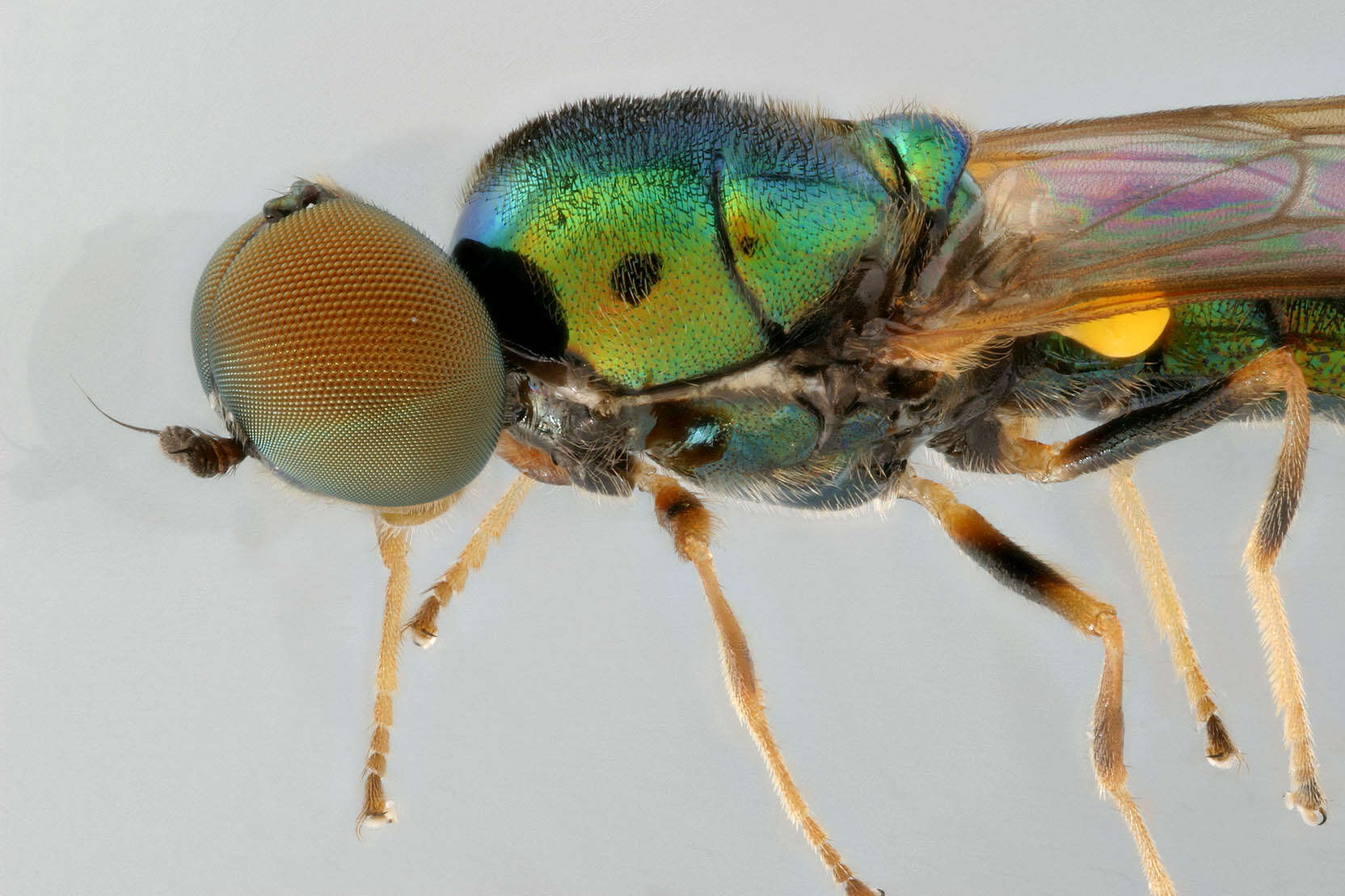 Sivun Microchrysa flavicornis (Meigen 1822) kuva