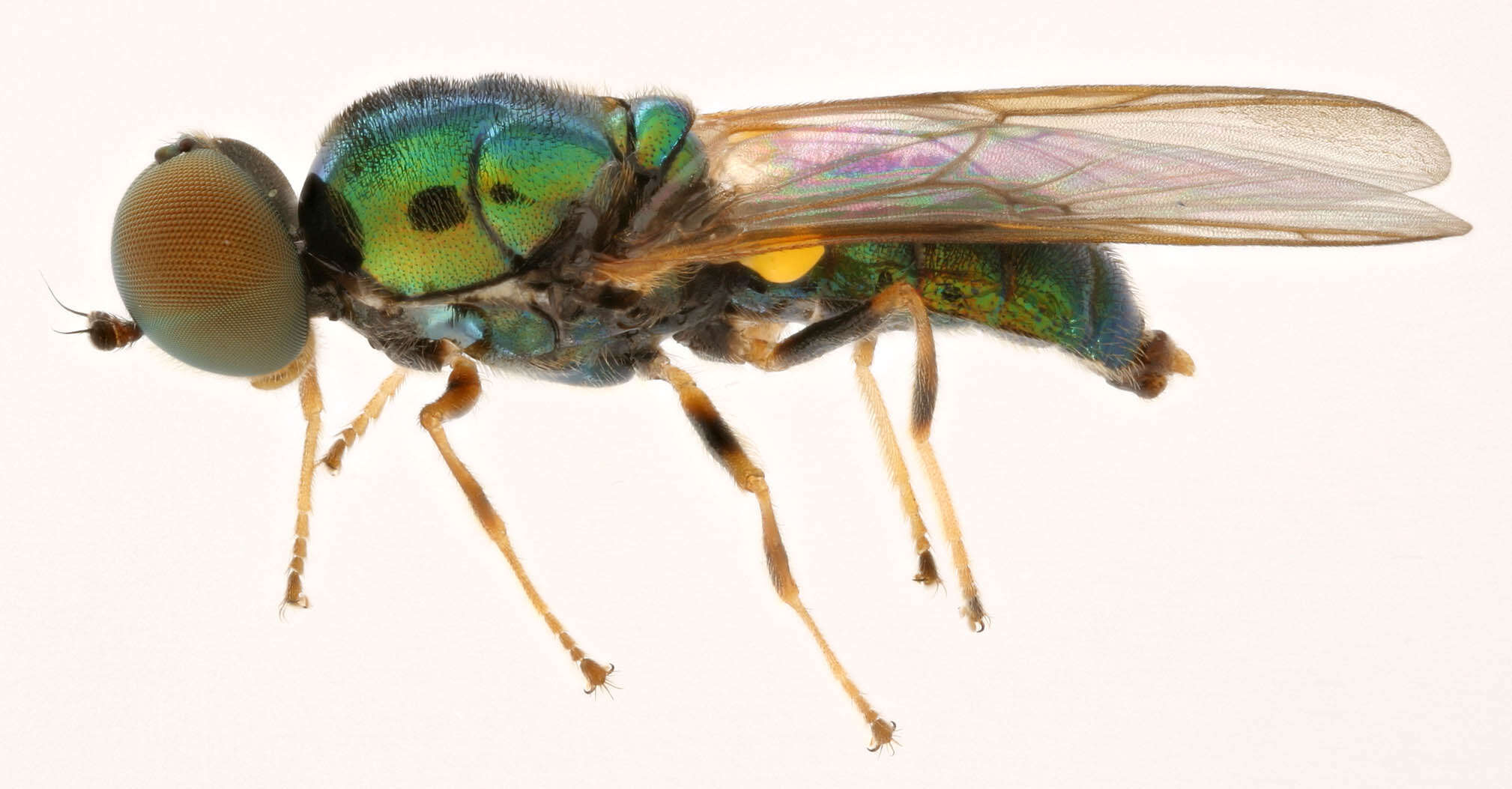 Sivun Microchrysa flavicornis (Meigen 1822) kuva