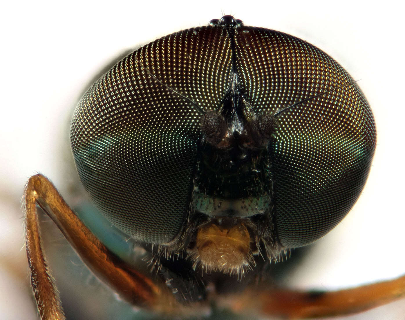 Sivun Microchrysa flavicornis (Meigen 1822) kuva