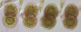 Image of cosmarian algae