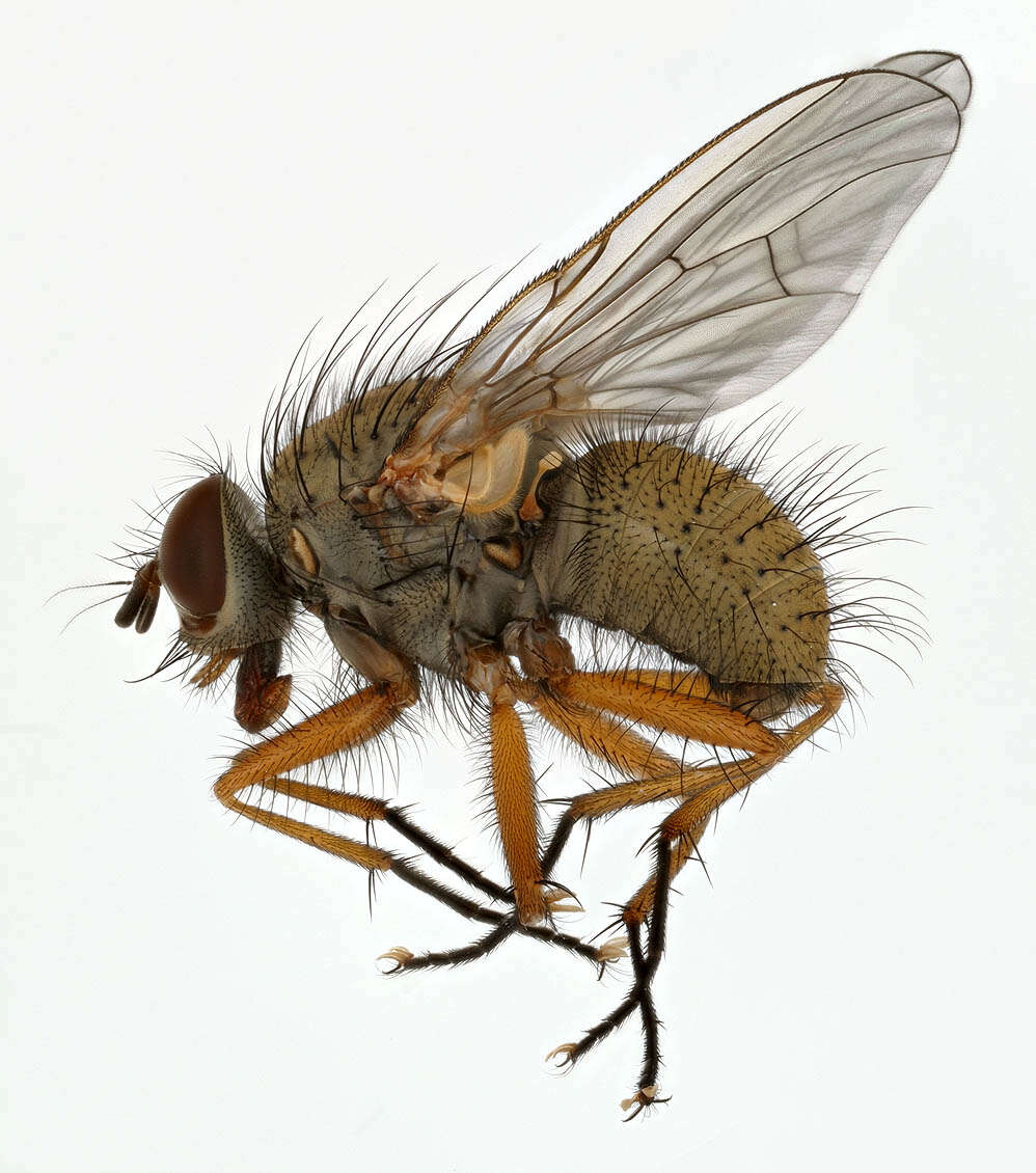 Image of Helina impuncta (Fallen 1825)