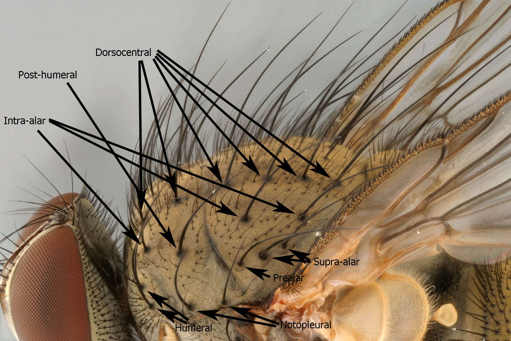 Image of Helina impuncta (Fallen 1825)