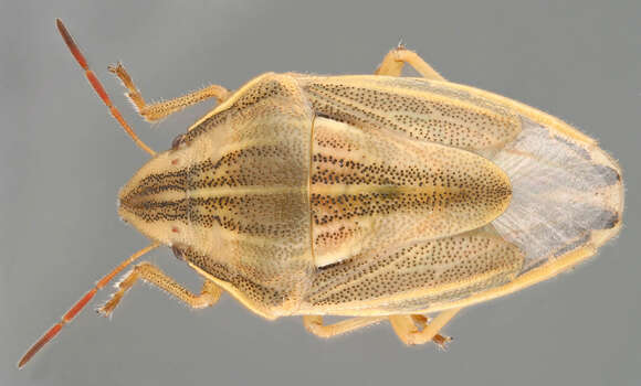 صورة Aelia acuminata (Linnaeus 1758)