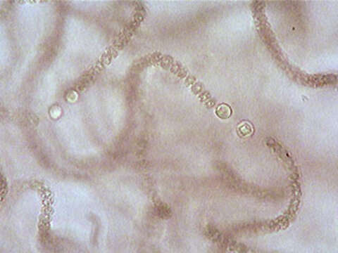 Image de Nostoc microscopicum