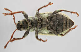 صورة Phyllobius (Parnemoicus) roboretanus Gredler 1882