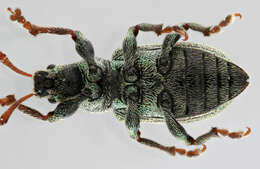 صورة Phyllobius (Parnemoicus) roboretanus Gredler 1882