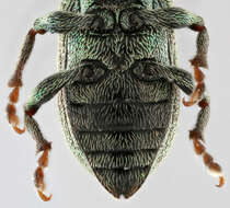 صورة Phyllobius (Parnemoicus) roboretanus Gredler 1882