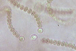 Image de Nostoc microscopicum