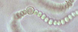 Image de Nostoc microscopicum