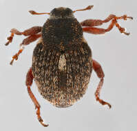 Image of European weevil