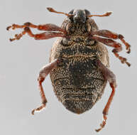 Image of European weevil