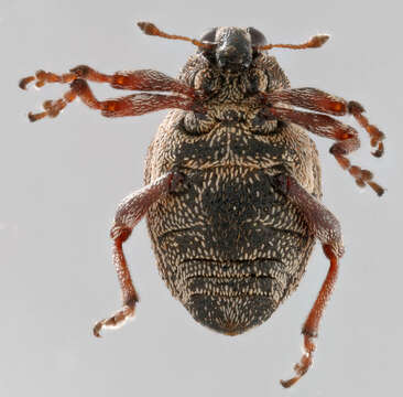 Image of European weevil