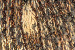 Image of European weevil