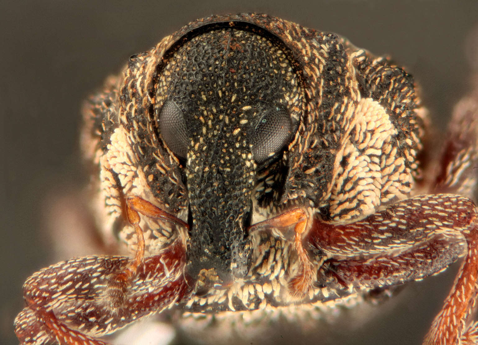 Image of European weevil