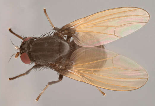 Imagem de Minettia longipennis (Fabricius 1794)