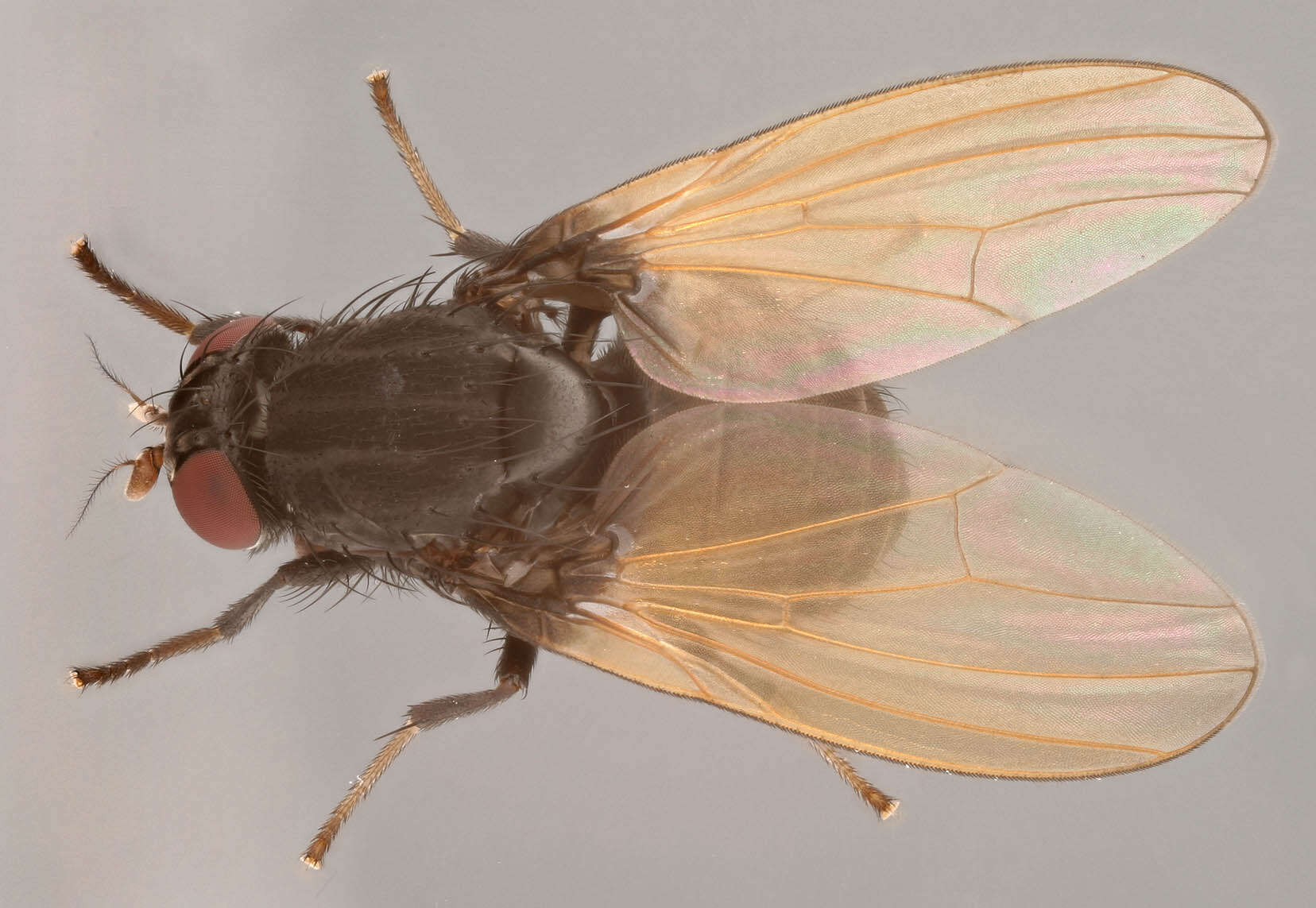 Image of Minettia longipennis (Fabricius 1794)