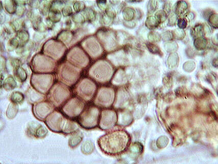 Слика од Dictyosporium toruloides (Corda) Guég. 1905